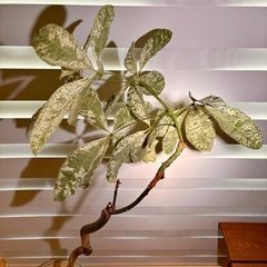 パキラ・ミルキーウェイ（曲がり樹形）の画像