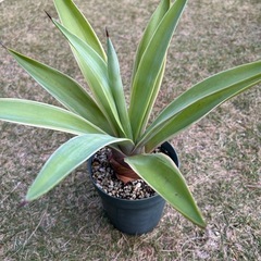 アガベ　ベネズエラの画像