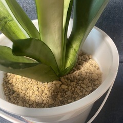 観葉植物🪴サンスベリアの画像