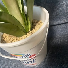 観葉植物🪴サンスベリアの画像