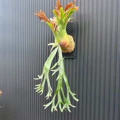 ビカクシダ P.willinckii（ウィリンキー）大株・板付け／手渡し可の画像