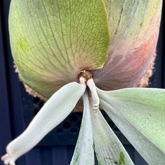 ビカクシダ P.willinckii（ウィリンキー）大株・板付け／手渡し可の画像