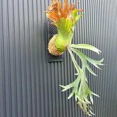 ビカクシダ P.willinckii（ウィリンキー）大株・板付け／手渡し可の画像