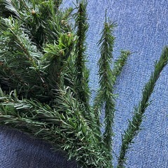 未使用品★クリスマスツリー　もみの木の画像