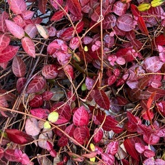 ハツユキカズラと思われるツル性植物の画像