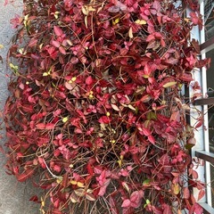 ハツユキカズラと思われるツル性植物の画像