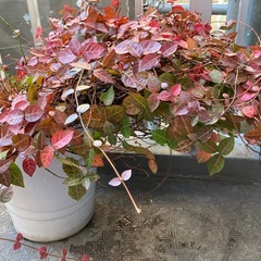 ハツユキカズラと思われるツル性植物の画像