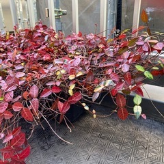 ハツユキカズラと思われるツル性植物の画像