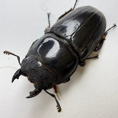 ダイオウヒラタクワガタ ♂77.5mm×44.6mm  即ブリ成虫ペアの画像