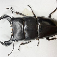 ダイオウヒラタクワガタ ♂77.5mm×44.6mm  即ブリ成虫ペアの画像
