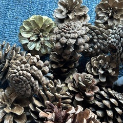 松ぼっくりまとめて  クリスマスオーナメントなどにの画像