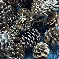 松ぼっくりまとめて  クリスマスオーナメントなどにの画像