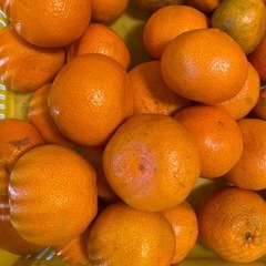 みかん　　の画像