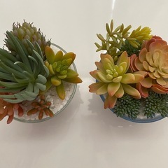 多肉植物寄せ植えフェイクの画像