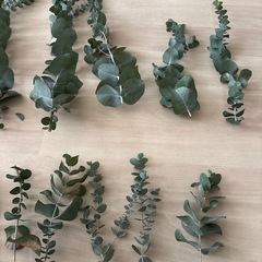 ユーカリの枝の画像