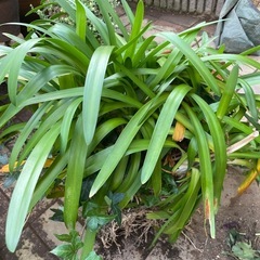 アガパンサス　の画像