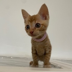 甘えんぼ茶トラ姉妹♡よく食べよく遊ぶ元気っ子です！