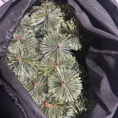 クリスマスツリー　の画像