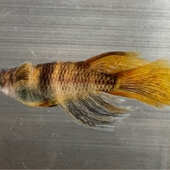 ラメメダカ+美虎メダカ+和墨メダカなどB級品30匹の画像