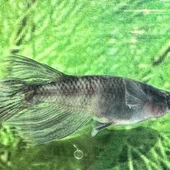 ラメメダカ+美虎メダカ+和墨メダカなどB級品30匹の画像