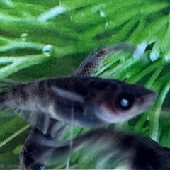 ラメメダカ+美虎メダカ+和墨メダカなどB級品30匹の画像