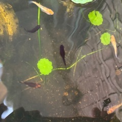 ラメメダカ+美虎メダカ+和墨メダカなどB級品30匹の画像