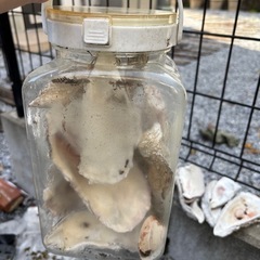 牡蠣殻 メダカ 金魚 ビオトープ アクアリウム カルシウムの画像