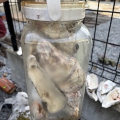 牡蠣殻 メダカ 金魚 ビオトープ アクアリウム カルシウムの画像