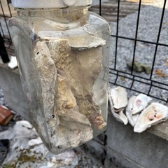 牡蠣殻 メダカ 金魚 ビオトープ アクアリウム カルシウムの画像