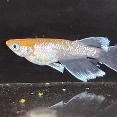 橙星 メダカ 1ペア 写真の個体の画像