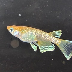 橙星 メダカ 1ペア 写真の個体の画像