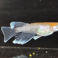 橙星 メダカ 1ペア 写真の個体の画像