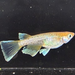 橙星 メダカ 1ペア 写真の個体の画像