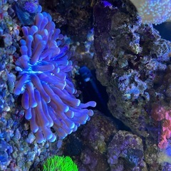 サンゴ　海水魚の画像