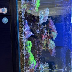 サンゴ　海水魚の画像