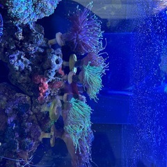 サンゴ　海水魚の画像