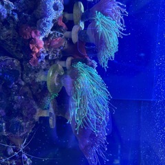 サンゴ　海水魚の画像