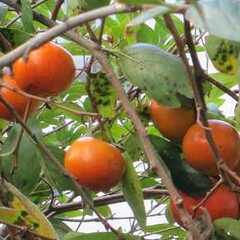 柿5kg有機無農薬無選別の画像