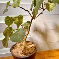 希少！フィカス・ペティオラリス (コーデックス株) 伝市鉢植えの画像