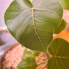 希少！フィカス・ペティオラリス (コーデックス株) 伝市鉢植えの画像