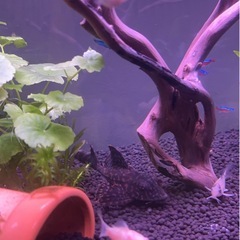 熱帯魚🐠プレコ【13cmぐらい】の画像