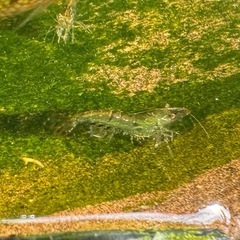 ミナミヌマエビ30匹の画像