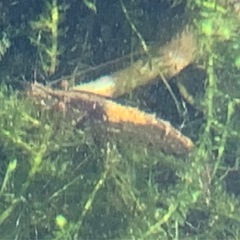 ミナミヌマエビ30匹の画像