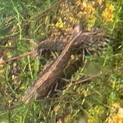 ミナミヌマエビ30匹の画像