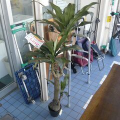 ID：241387　フェイクグリーン　の画像