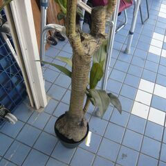 ID：241387　フェイクグリーン　の画像