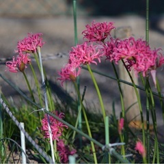 Super-Takumar 200mm 1:4 M42マウントレンズの画像