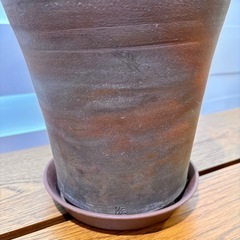 希少！フィカス・ペティオラリス (コーデックス株) 伝市鉢植えの画像