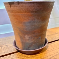 希少！フィカス・ペティオラリス (コーデックス株) 伝市鉢植えの画像