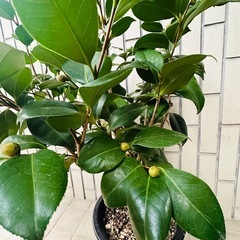 椿　植物の画像